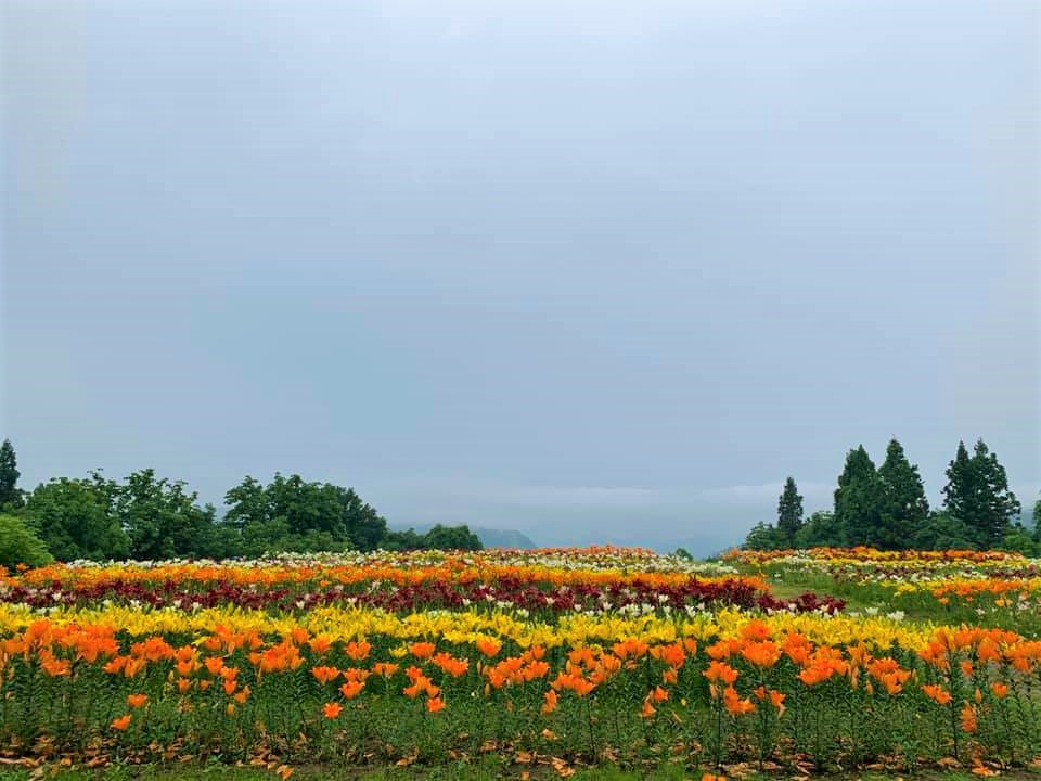 【7/3更新】月岡公園　ユリ情報