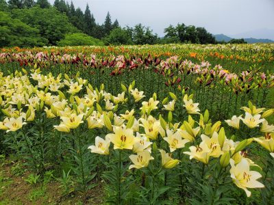 20200703お知らせ