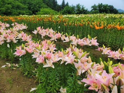 20200703お知らせ