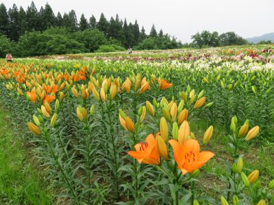20200703お知らせ