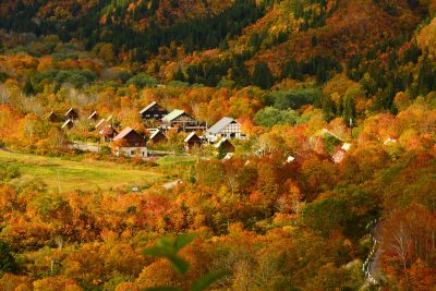 銀山平　紅葉