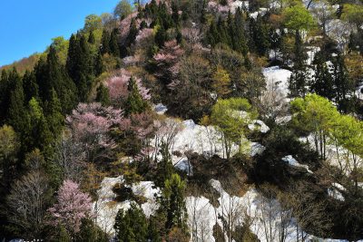 六十里越峠　新緑・山桜