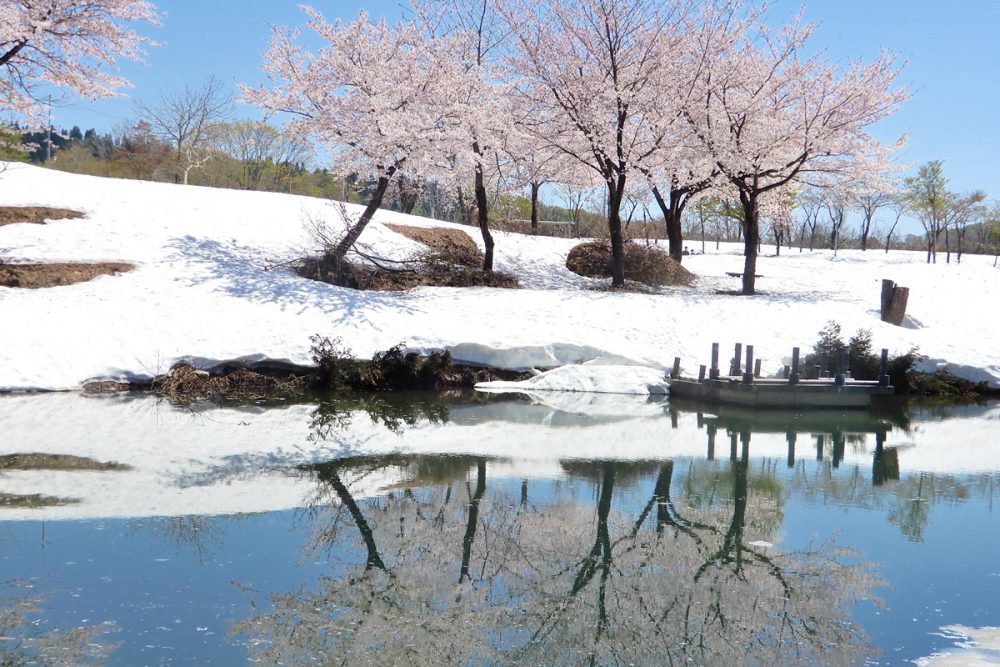 福山新田　雪上桜