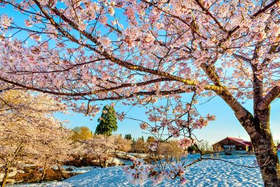 福山新田　雪上桜