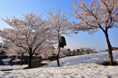 福山新田　雪上桜