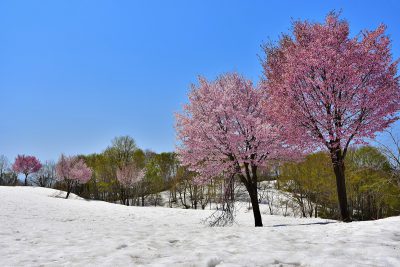 福山新田　雪上桜