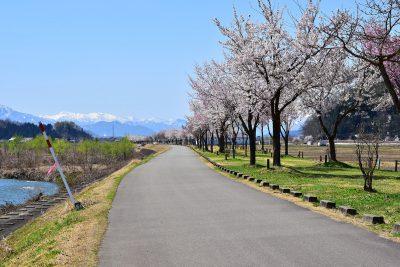 魚野川桜づつみ