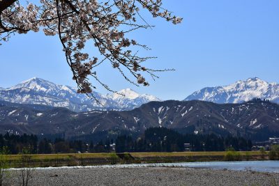 魚野川桜づつみ