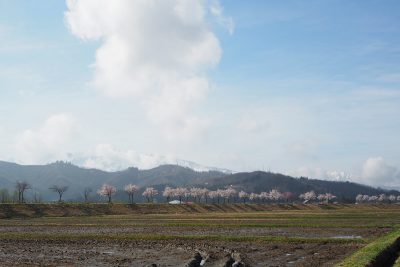 魚野川桜づつみ