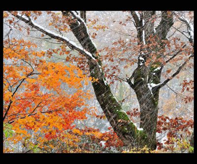 第6回【観光協会長賞】初雪の紅葉