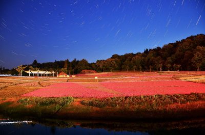 第11回【四季「春」賞】芝桜ひとり占め