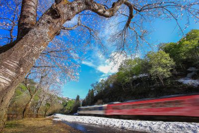 第13回【小出郷新聞社賞】惜桜列車