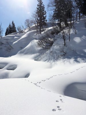 第13回【入賞】雪山散歩