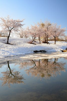 第14回【四季「春」賞】朝の輝き