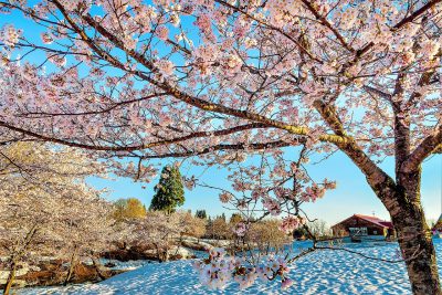 第14回【入賞】雪上桜に朝陽射す