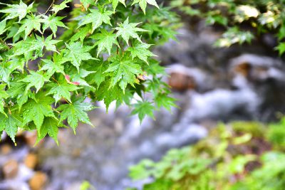 ほそど渓谷　グリーンシーズン