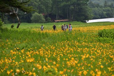 尾瀬国立公園　夏