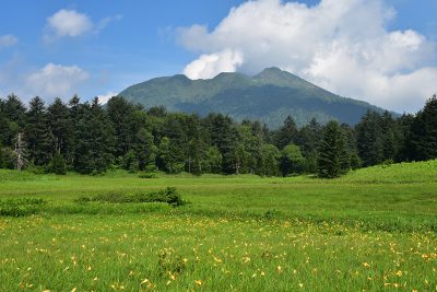 尾瀬国立公園　夏