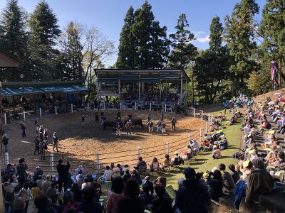 魚沼紅葉めぐりと牛の角突き見学