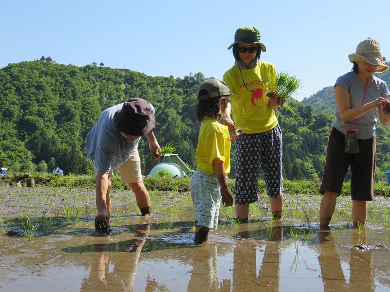 魚沼コシヒカリ田植え体験