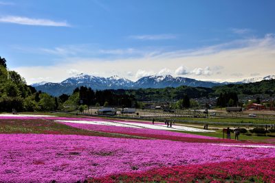 魚沼芝桜まつり