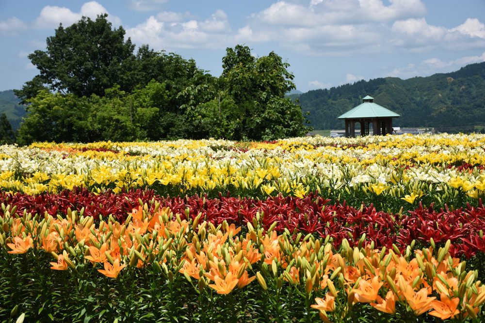 月岡公園ユリ祭り