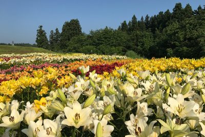 月岡公園　ユリ