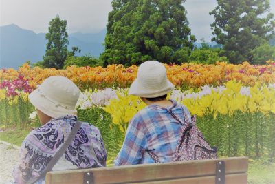 月岡公園　ユリ