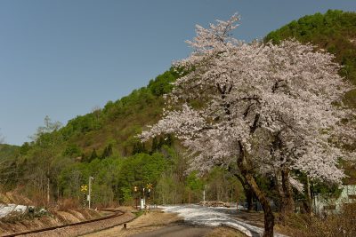 六十里越峠　山桜