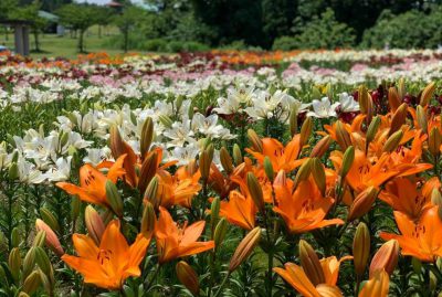 月岡公園　ユリ