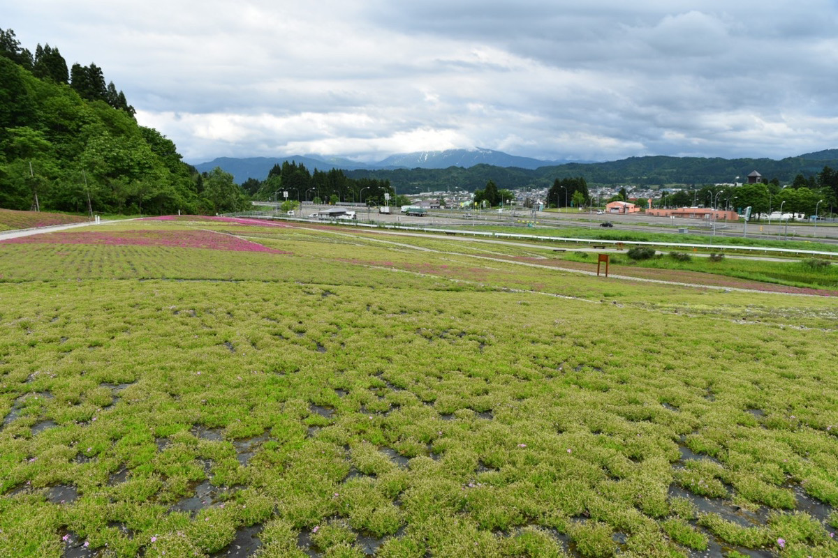 5 30更新 終わり まるで絵本の世界 鮮やかな芝桜の花畑 一度は見たい 魚沼市 花と緑と雪の里公園 の芝桜 魚沼市観光協会