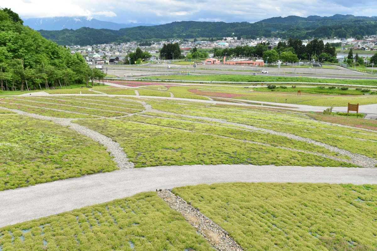 5 30更新 終わり まるで絵本の世界 鮮やかな芝桜の花畑 一度は見たい 魚沼市 花と緑と雪の里公園 の芝桜 魚沼市観光協会