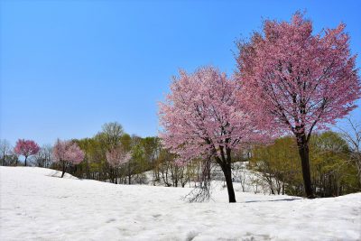 白い雪に映えるオオヤマザクラ