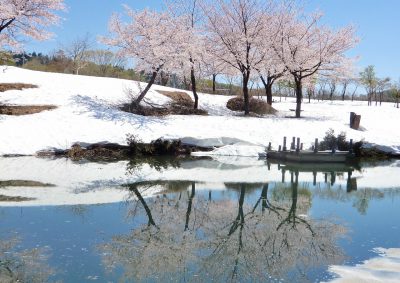 水に映り込む雪上桜