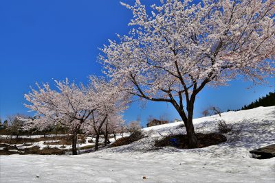 桜の木の下で記念撮影
