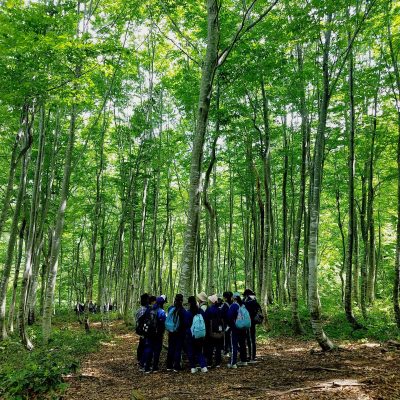 銀山平キャンプ場ブナ林