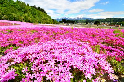 第17回【魚沼芝桜まつり大賞】花盛り