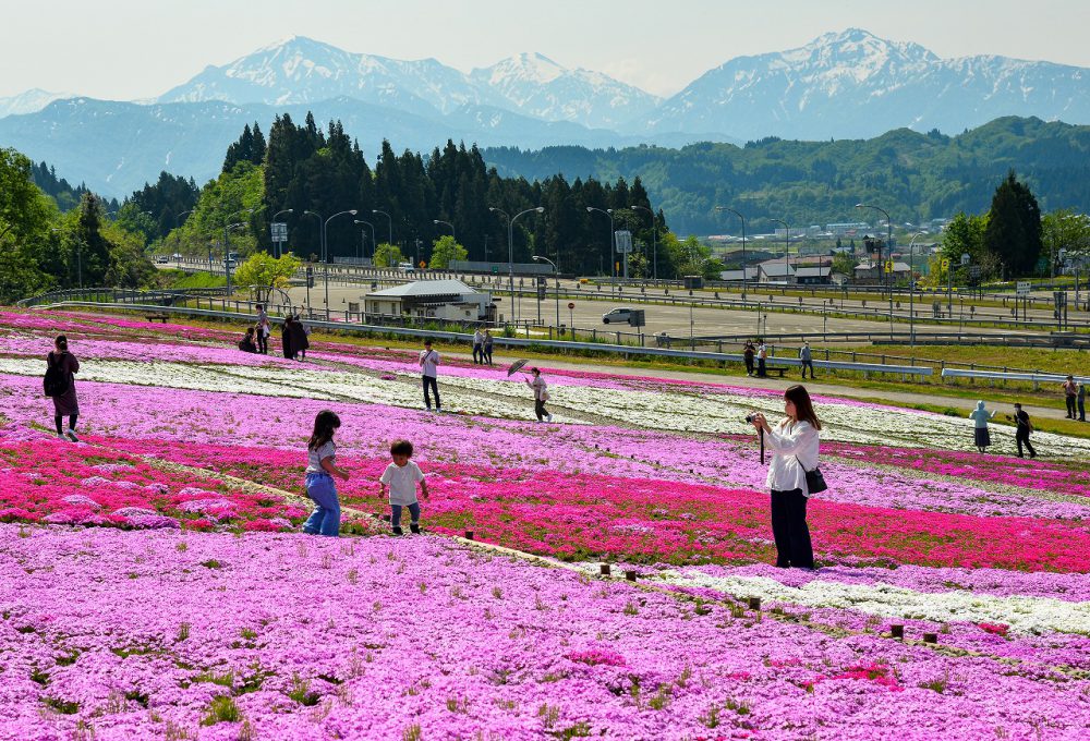 第17回【魚沼芝桜まつり部門銀賞】こっち見てー