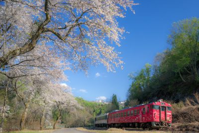 第17回【JR只見線大賞】待ち焦がれた桜