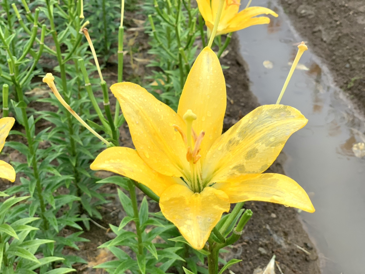 必見 秋に咲くユリの花畑色鮮やかな1万本のユリ咲き誇る 月岡公園 魚沼市観光協会 必見 秋に咲くユリの花畑色鮮やかな1万本のユリ咲き誇る 月岡公園 魚沼市観光協会