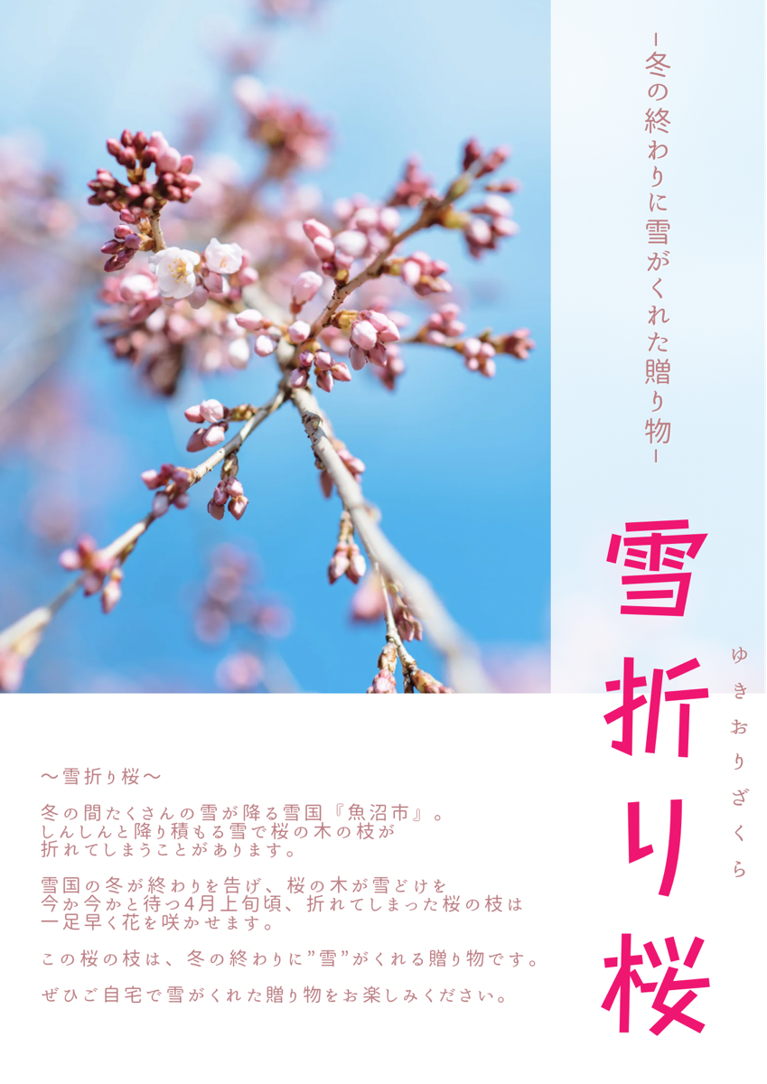 おウチで桜咲かせませんか 今年も桜の枝配付します 魚沼市観光協会