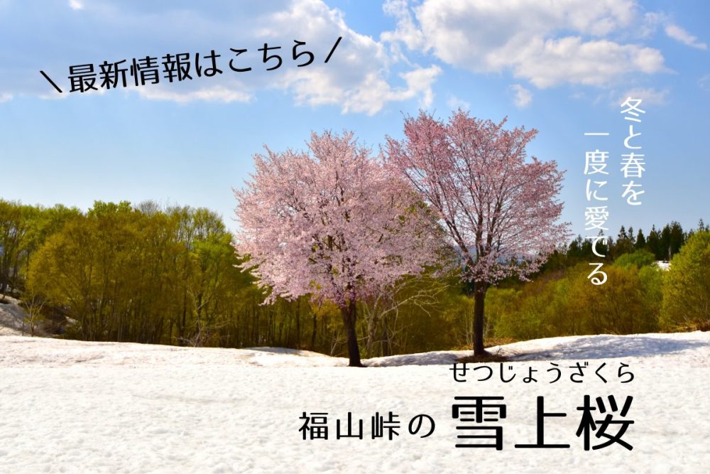 雪上桜トップバナー