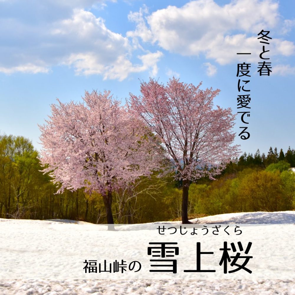 雪上桜トップ