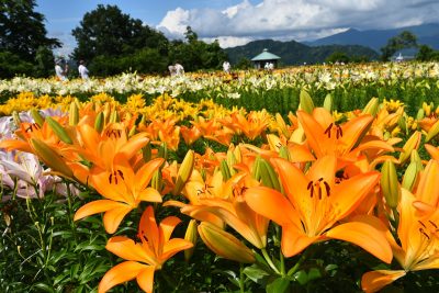 月岡公園のユリ