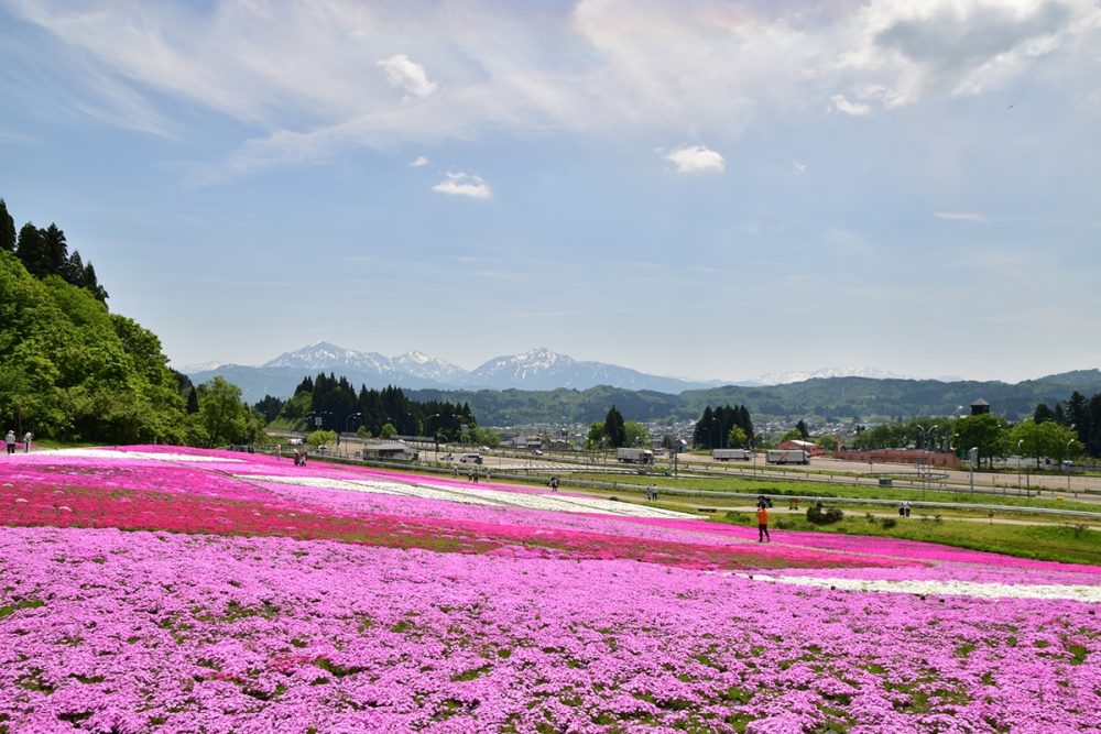 花と緑と雪の里公園の芝桜