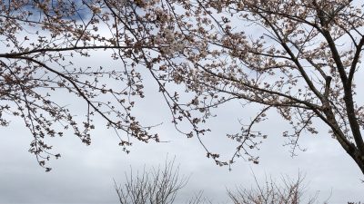 20230406桜づつみ