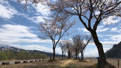 20230406桜づつみ