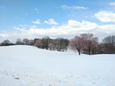 雪上桜20230409