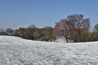 雪上桜20230413