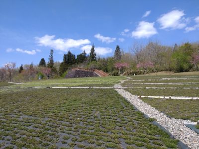 芝桜20230422